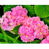 Гортензия крупнолистная Forever Ever Pink Гортензия крупнолистная Forever Ever Pink