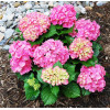Гортензия крупнолистная Forever Ever Pink Гортензия крупнолистная Forever Ever Pink
