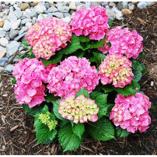 Гортензия крупнолистная Forever Ever Pink Гортензия крупнолистная Forever Ever Pink