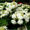 Гортензия крупнолистная Doppio Bianco (Доппио Бьянко) Гортензия крупнолистная Doppio Bianco (Доппио Бьянко)