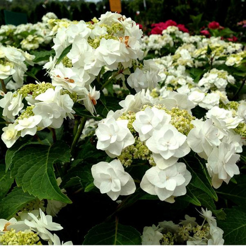 Гортензия крупнолистная Doppio Bianco (Доппио Бьянко) Гортензия крупнолистная Doppio Bianco (Доппио Бьянко)