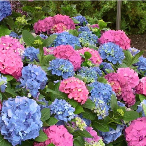 Гортензия крупнолистовая L.A. Dreamin (Л.А. Дримин) Гортензия крупнолистовая L.A. Dreamin (Л.А. Дримин)