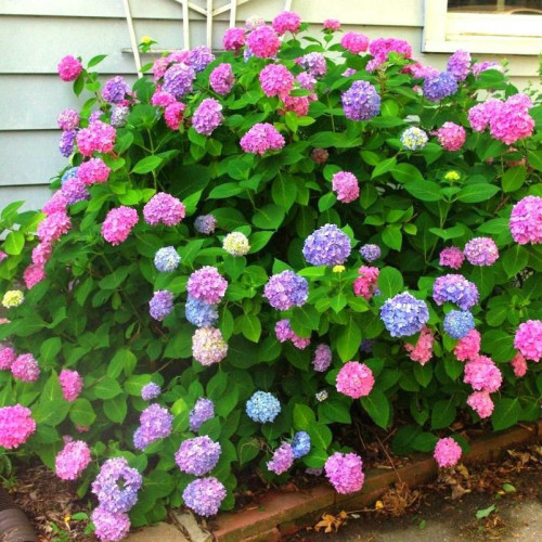 Гортензия крупнолистовая L.A. Dreamin (Л.А. Дримин) Гортензия крупнолистовая L.A. Dreamin (Л.А. Дримин)