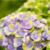 Гортензия крупнолистовая Magical Amethyst (Мэджикал Аметист) Гортензия крупнолистовая Magical Amethyst (Мэджикал Аметист)