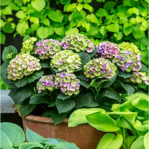 Гортензия крупнолистовая Magical Amethyst (Мэджикал Аметист) Гортензия крупнолистовая Magical Amethyst (Мэджикал Аметист)