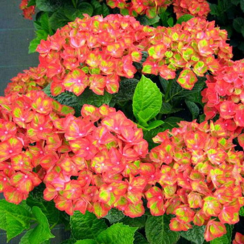 Гортензия крупнолистная Magical Greenfire (Мэджикал Гринфайр) Гортензия крупнолистная Magical Greenfire (Мэджикал Гринфайр)