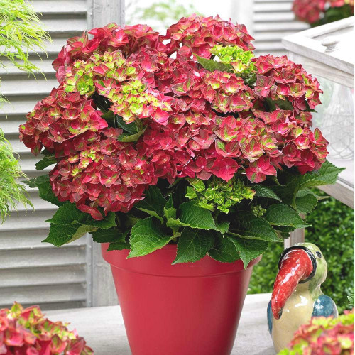 Гортензия крупнолистная Magical Greenfire (Мэджикал Гринфайр) Гортензия крупнолистная Magical Greenfire (Мэджикал Гринфайр)