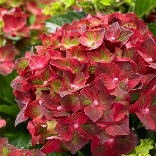 Гортензия крупнолистная Magical Greenfire (Мэджикал Гринфайр) Гортензия крупнолистная Magical Greenfire (Мэджикал Гринфайр)