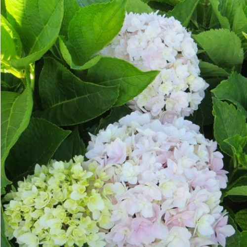 Гортензия крупнолистовая Peace (Пис) Гортензия крупнолистовая Peace (Пис)