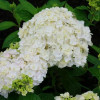 Гортензия крупнолистовая Peace (Пис) Гортензия крупнолистовая Peace (Пис)