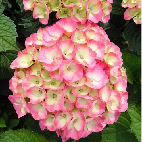 Гортензия крупнолистовая Rembrandt Dolce Chic (Рембранд Дольче Шик) Гортензия крупнолистовая Rembrandt Dolce Chic (Рембранд Дольче Шик)