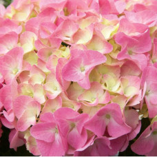 Гортензия крупнолистовая Rembrandt Dolce Chic (Рембранд Дольче Шик)