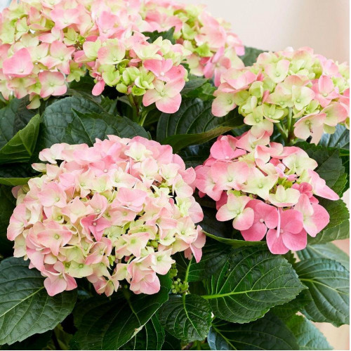 Гортензия крупнолистовая Rembrandt Dolce Chic (Рембранд Дольче Шик) Гортензия крупнолистовая Rembrandt Dolce Chic (Рембранд Дольче Шик)