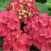 Гортензия крупнолистовая Rembrandt Rosso Glory (Рембранд Россо Глори) Гортензия крупнолистовая Rembrandt Rosso Glory (Рембранд Россо Глори)