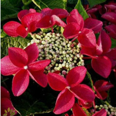 Гортензия крупнолистовая Rotschwanz (Ротшватц)