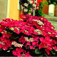 Гортензия крупнолистовая Rotschwanz (Ротшватц)