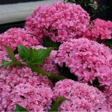 Гортензия крупнолистовая You and Me Expression (Ю энд Ми Экспрешен)