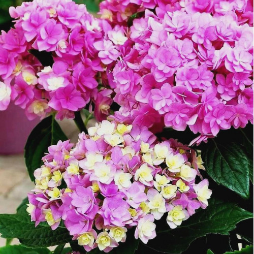 Гортензия крупнолистовая You and Me Expression (Ю энд Ми Экспрешен) Гортензия крупнолистовая You and Me Expression (Ю энд Ми Экспрешен)