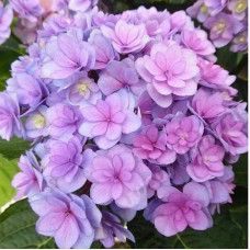 Гортензия крупнолистная You & Me Romance (Ю энд Ми Романс)