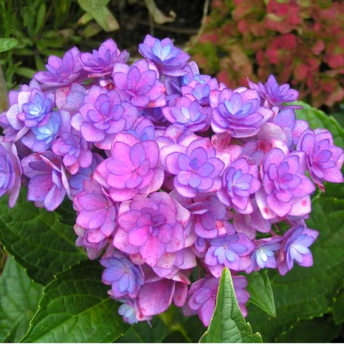 Гортензия крупнолистная You & Me Romance (Ю энд Ми Романс) Гортензия крупнолистная You & Me Romance (Ю энд Ми Романс)