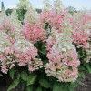 Гортензия метельчатая Confetti (Конфетти) Гортензия метельчатая Confetti (Конфетти)