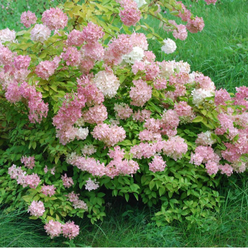 Гортензия метельчатая Confetti (Конфетти) Гортензия метельчатая Confetti (Конфетти)