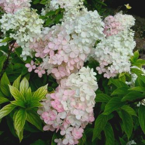 Гортензия метельчатая Confetti (Конфетти) Гортензия метельчатая Confetti (Конфетти)