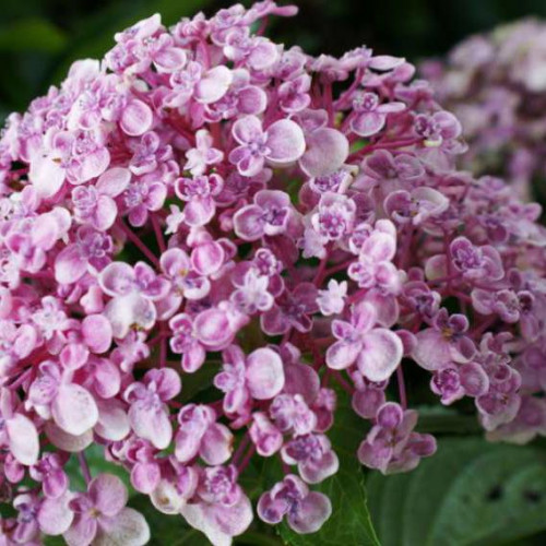 Гортензия крупнолистная Ayesha (Аиша) Гортензия крупнолистная Ayesha (Аиша)