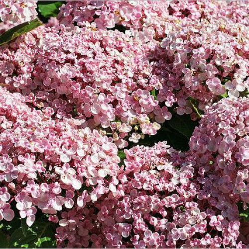 Гортензия крупнолистная Ayesha (Аиша) Гортензия крупнолистная Ayesha (Аиша)