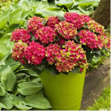 Гортензия крупнолистная Grunes Gewolbe (Грюнес Гевёльбе)