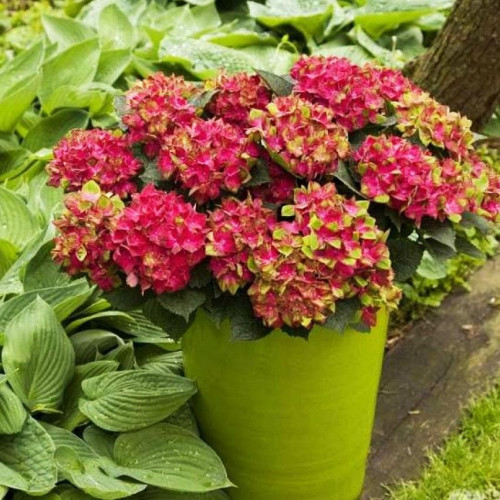 Гортензия крупнолистная Grunes Gewolbe (Грюнес Гевёльбе) Гортензия крупнолистная Grunes Gewolbe (Грюнес Гевёльбе)