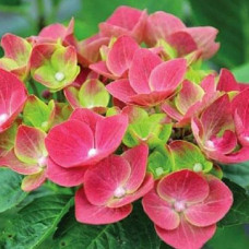 Гортензия крупнолистная Grunes Gewolbe (Грюнес Гевёльбе)