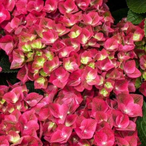Гортензия крупнолистная Grunes Gewolbe (Грюнес Гевёльбе) Гортензия крупнолистная Grunes Gewolbe (Грюнес Гевёльбе)