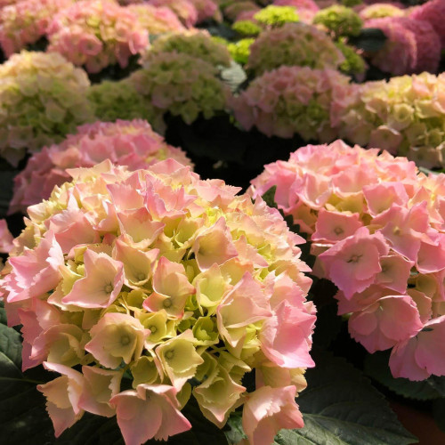 Гортензия крупнолистная Pink Sensation (Пинк Сенсейшн) Гортензия крупнолистная Pink Sensation (Пинк Сенсейшн)