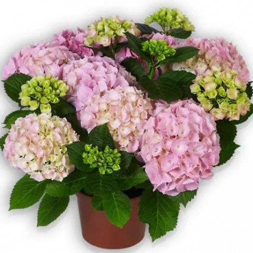 Гортензия крупнолистная Pink Sensation (Пинк Сенсейшн) Гортензия крупнолистная Pink Sensation (Пинк Сенсейшн)