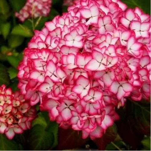 Гортензия крупнолистная Salsa (Сальса) Гортензия крупнолистная Salsa (Сальса)