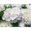 Гортензия крупнолистная Bright White (Брайт Вайт) Гортензия крупнолистная Bright White (Брайт Вайт)
