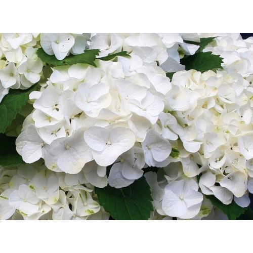 Гортензия крупнолистная Bright White (Брайт Вайт) Гортензия крупнолистная Bright White (Брайт Вайт)