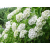 Гортензия крупнолистная Bright White (Брайт Вайт) Гортензия крупнолистная Bright White (Брайт Вайт)