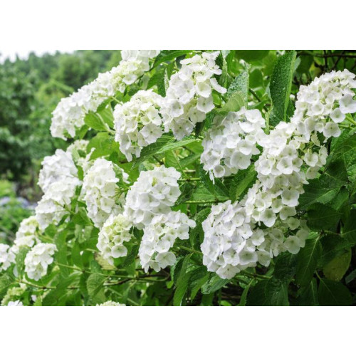 Гортензия крупнолистная Bright White (Брайт Вайт) Гортензия крупнолистная Bright White (Брайт Вайт)