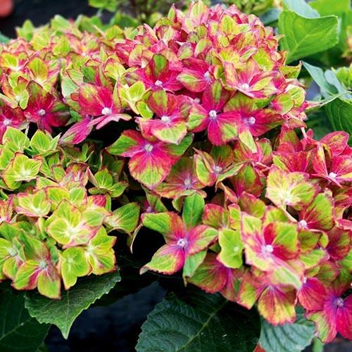 Гортензия крупнолистная Schloss Wackerbarth (Замок Вакербарт) Гортензия крупнолистная Schloss Wackerbarth (Замок Вакербарт)