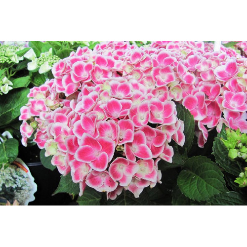 Гортензия крупнолистная Camilla Гортензия крупнолистная Camilla