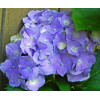 Гортензия крупнолистная Gertrud Glahn (Гертруд Глен) Гортензия крупнолистная Gertrud Glahn (Гертруд Глен)