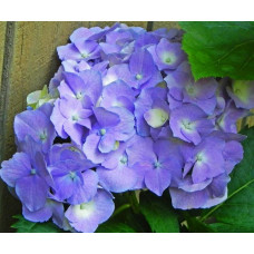 Гортензия крупнолистная Gertrud Glahn (Гертруд Глен)
