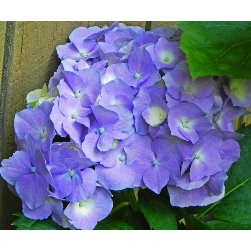Гортензия крупнолистная Gertrud Glahn (Гертруд Глен) Гортензия крупнолистная Gertrud Glahn (Гертруд Глен)