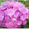 Гортензия крупнолистная Gertrud Glahn (Гертруд Глен) Гортензия крупнолистная Gertrud Glahn (Гертруд Глен)