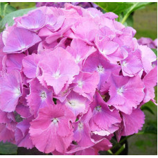 Гортензия крупнолистная Gertrud Glahn (Гертруд Глен)