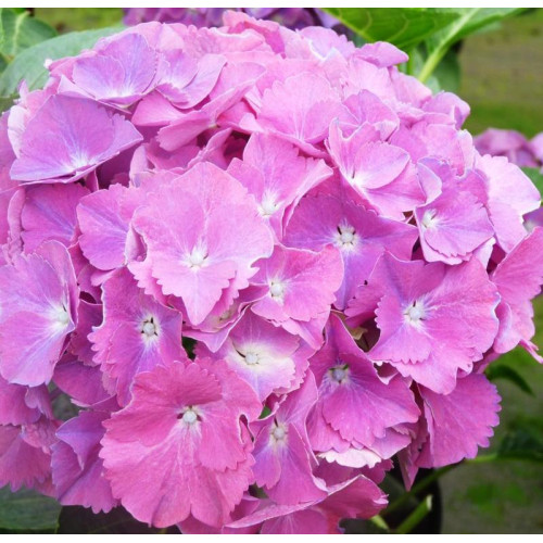Гортензия крупнолистная Gertrud Glahn (Гертруд Глен) Гортензия крупнолистная Gertrud Glahn (Гертруд Глен)