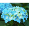 Гортензия крупнолистная Mini Penny (Мини Пенни) Гортензия крупнолистная Mini Penny (Мини Пенни)