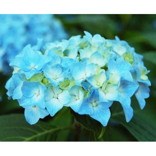 Гортензия крупнолистная Mini Penny (Мини Пенни) Гортензия крупнолистная Mini Penny (Мини Пенни)